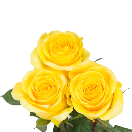 Brighton Yellow Roses - Cananvalle